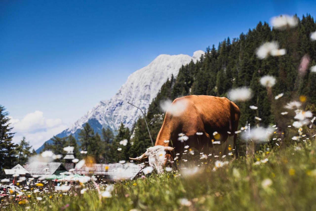 Apartments Zvoh, Krvavec, Ski-In, Ski-Out Cerklje na Gorenjskem Exteriör bild